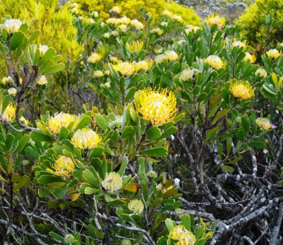 Leucospermum cuneiforme