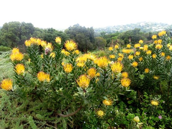 Leucospermum grandiflorum