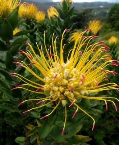 Leucospermum grandiflorum spreading styles
