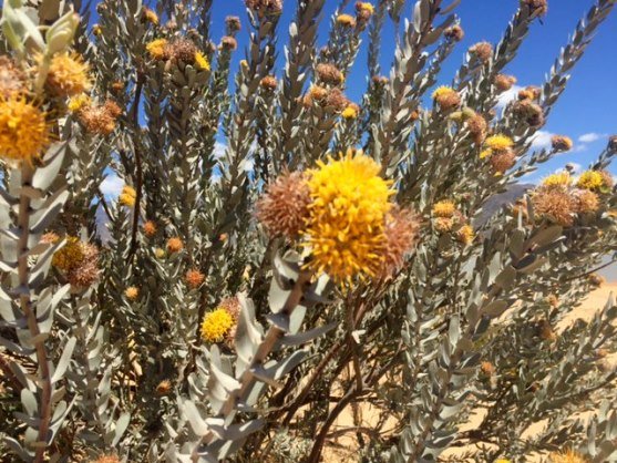 Leucospermum rodolentum