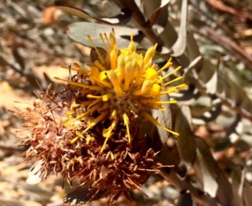 Leucospermum rodolentum using its opportunities