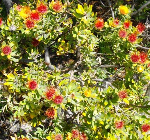 Leucospermum oleifolium