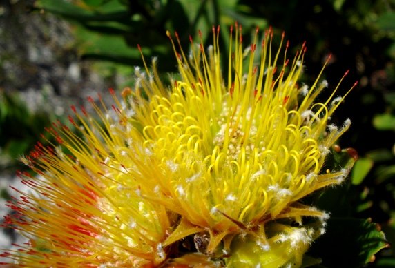 Leucospermum oleifolium long, thin styles