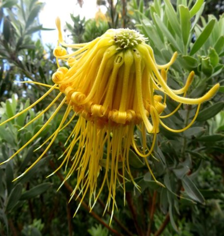 Leucospermum reflexum var. luteum yellow rocket