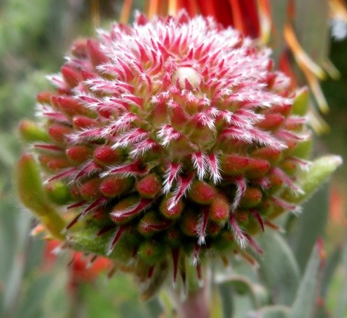 Leucospermum reflexum var. reflexum flowerhead earlier