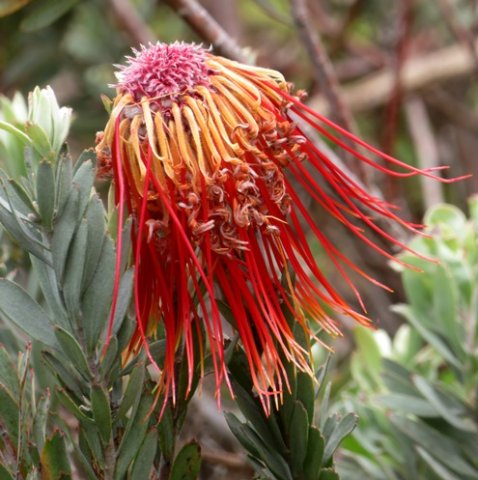 Leucospermum reflexum var. reflexum flowerhead late