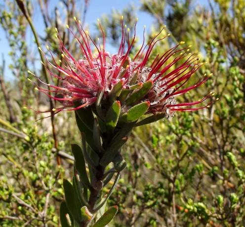 Leucospermum royenifolium flowerhead