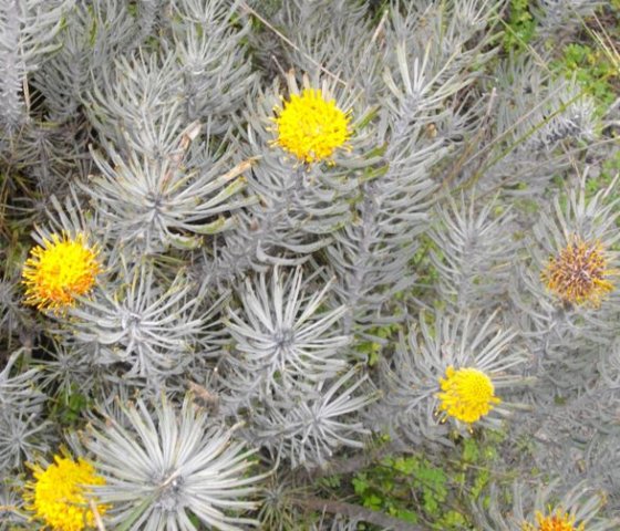 Leucospermum tomentosum