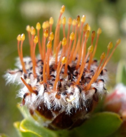 Leucospermum truncatulum bearing snakes?