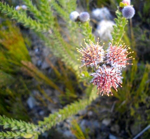 Leucospermum truncatulum, branches flowering