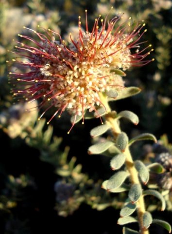 Leucospermum wittebergense