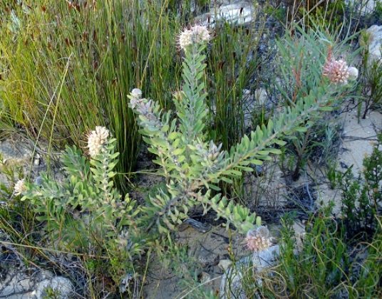 Leucospermum wittebergense stems