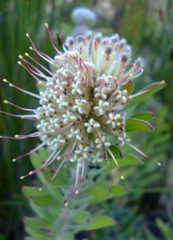Leucospermum wittebergense flowerhead