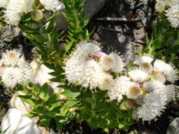Leucospermum