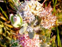 Leucospermum calligerum bicoloured styles