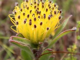 Leucospermum gracile dark perianth tips