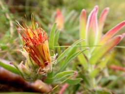 Leucospermum gracile old head, young stem-tip