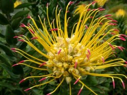 Leucospermum grandiflorum spreading styles