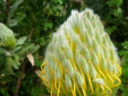 Leucospermum grandiflorum bud nearing anthesis
