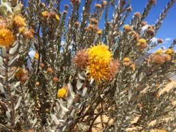 Leucospermum rodolentum
