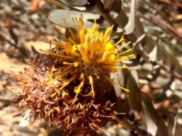 Leucospermum rodolentum using its opportunities