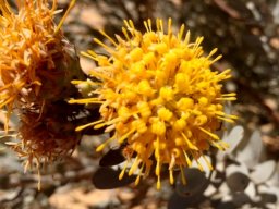 Leucospermum rodolentum flowerhead