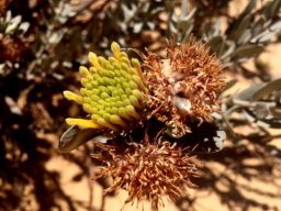 Leucospermum rodolentum flat-topped