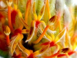 Leucospermum, how the pollen presenters work 