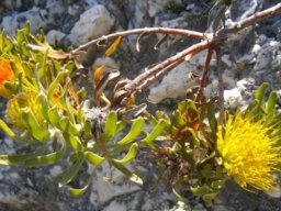 Leucospermum oleifolium young flowerheads