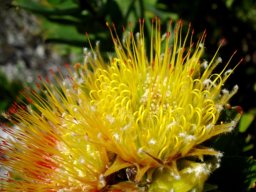 Leucospermum oleifolium long, thin styles