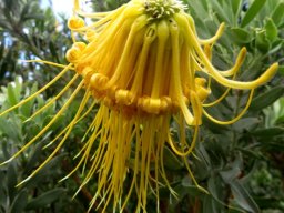 Leucospermum reflexum var. luteum yellow rocket