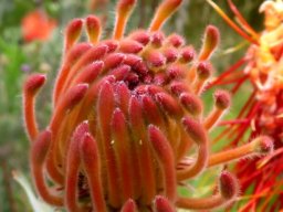 Leucospermum reflexum var. reflexum perianth curves
