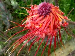 Leucospermum reflexum var. reflexum lady in red