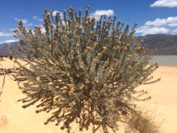 Leucospermum rodolentum habitat