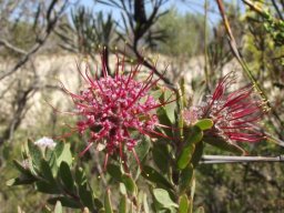 Leucospermum royenifolium