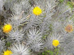 Leucospermum tomentosum