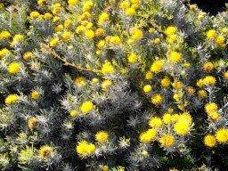 Leucospermum tomentosum in flower