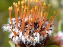 Leucospermum truncatulum bearing snakes?