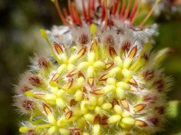 Leucospermum truncatulum caught in the act