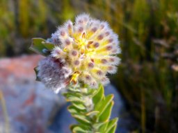 Leucospermum truncatulum, diverse capitulum developments