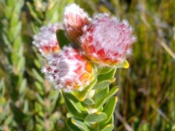Leucospermum truncatulum beginnings of blooming