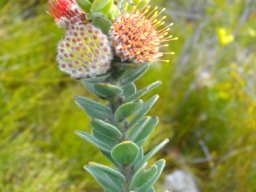 Leucospermum truncatulum flowerhead cluster