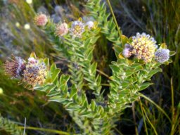 Leucospermum truncatulum flowerheads