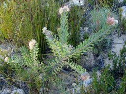 Leucospermum wittebergense stems