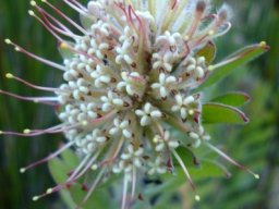 Leucospermum wittebergense flowerhead