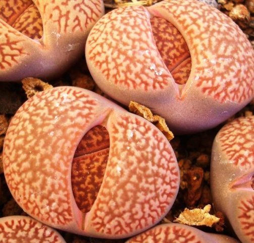 Lithops hookeri