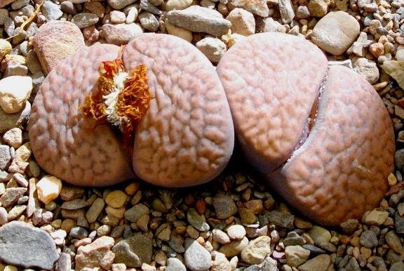 Lithops hookeri var. marginata