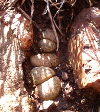 Lithops lesliei subsp. lesliei