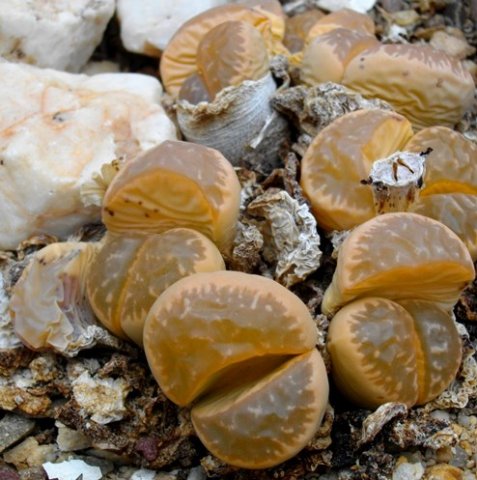 Lithops marmorata