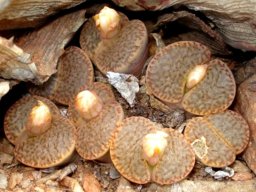 Lithops bromfieldii var. mennellii